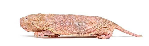 Naked Mole-rat, hairless rat, isolated on wihte [IBR123664788]