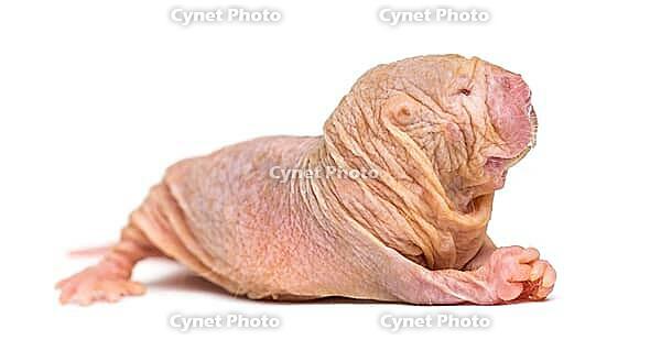Naked Mole-rat, hairless rat, isolated on wihte [IBR123664790]