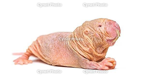 Naked Mole-rat, hairless rat, isolated on wihte [IBR123664792]