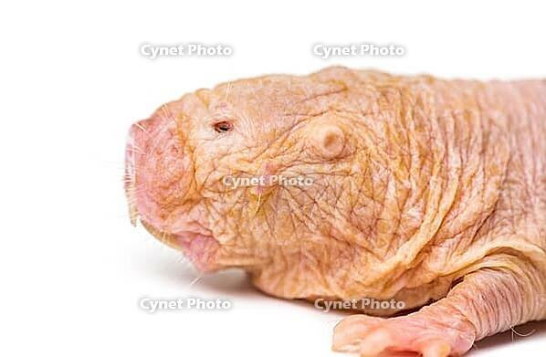 Naked Mole-rat, hairless rat, isolated on wihte [IBR123664793]