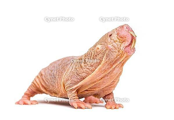 Naked Mole-rat, hairless rat, isolated on wihte [IBR123664795]
