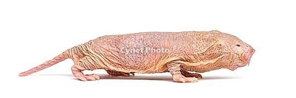 Naked Mole-rat, hairless rat, isolated on wihte [IBR123664797]