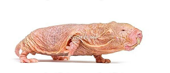 Naked Mole-rat, hairless rat, isolated on wihte [IBR123664800]