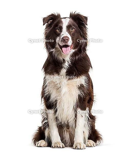 Border Collie dog, 2 years old, sitting against white background [IBR123664805]