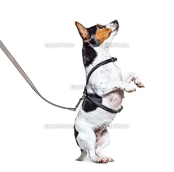 Learning process with a Jack Russell Terrier on hind legs, isolated on white [IBR123664807]