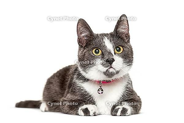 Crossbredeed cat wearing a bell, isolated on white [IBR123664808]