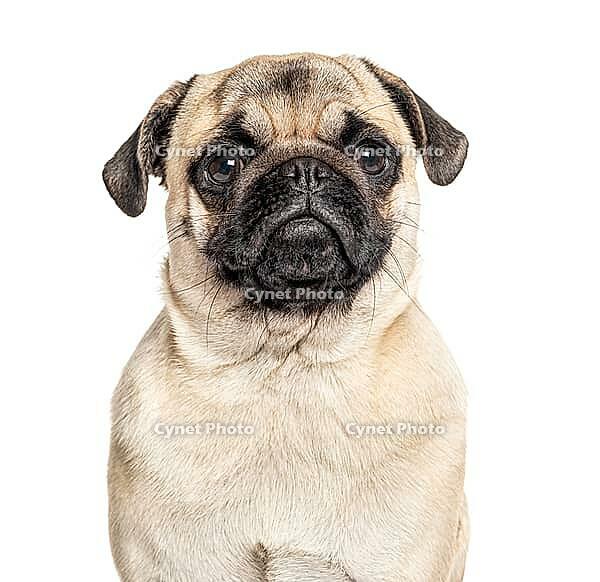 Headshot of a Pug, isolated on white, isolated on white [IBR123664809]