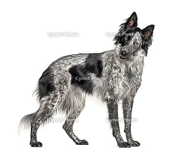 Black and white crossbreed dog, Border Collie and Malinois dog [IBR123664811]