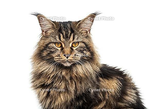 Close-up of a Beautiful grey Maine coon, isolated on white [IBR123664812]