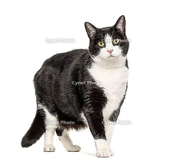 Black and white crossbreed cat standing, isolated on white [IBR123664813]