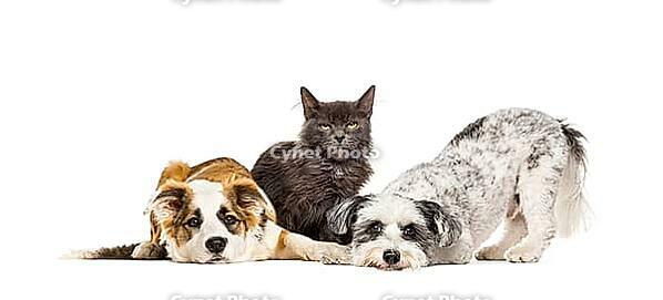 Group of apathetic and sick Crossbreed dogs sitting together in a row [IBR123664814]