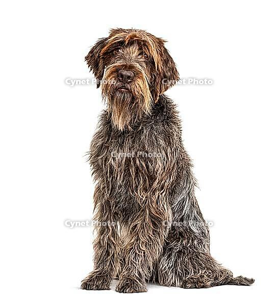 Korthals Griffon dog, isolated on white [IBR123664815]