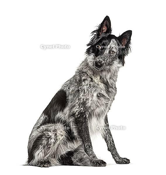 Black and white crossbreed dog, Border Collie and Malinois dog [IBR123664817]