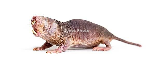 Naked Mole-rat, hairless rat, Heterocephalus glaber, isolated on wihte [IBR123664819]