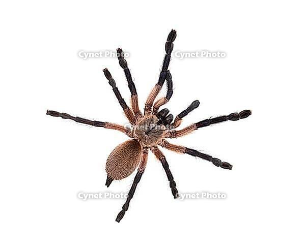 High view of a Blue Baboon Tarantula, Monocentropus balfouri, isolated on white [IBR123664820]