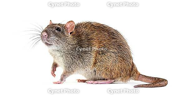 Side view of a brown rat, Rattus norvegicus, isolated [IBR123664822]
