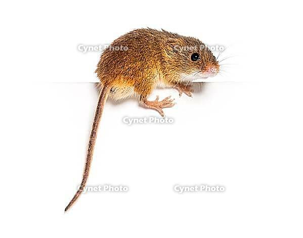 Harvest mouse, Micromys minutus, balancing on an edge, isolated on white [IBR123664823]