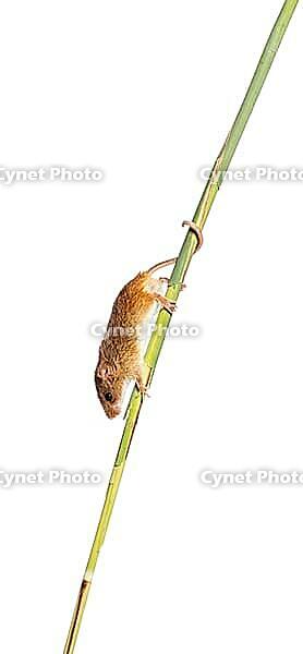 Harvest mouse, Micromys minutus, climbing holding and balancing with its tail on high grass, isolated on white [IBR123664825]