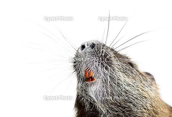 Details of the teeth and whiskers of a coypu, Myocastor coypus, isolated on white [IBR123664826]