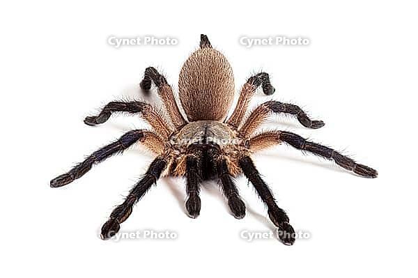 Blue Baboon Tarantula, Monocentropus balfouri, isolated on white [IBR123664827]