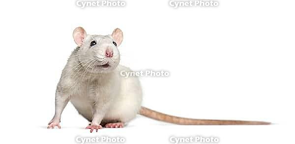 Domestic rat against white background [IBR123664829]
