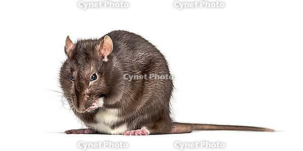Domestic rat cleaning itself against white background [IBR123664830]