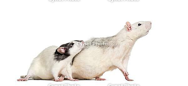 Domestic rats against white background [IBR123664832]