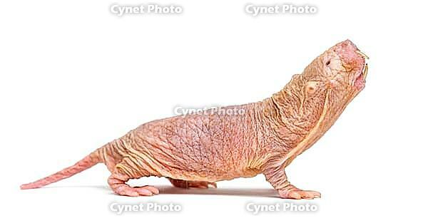 Naked Mole-rat, hairless rat, isolated on wihte [IBR123664833]