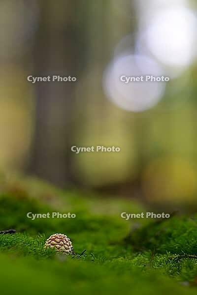 Small toadstool (Amanita muscaria) on moss with blurred background in dense forest, Melsungen, Hesse, Germany [IBR123699998]