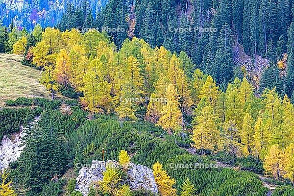 Landscape with autumnal trees and dense coniferous forest backdrop, Berchtesgaden National Park, Schönau am Königssee, Bavaria, Germany [IBR123699999]