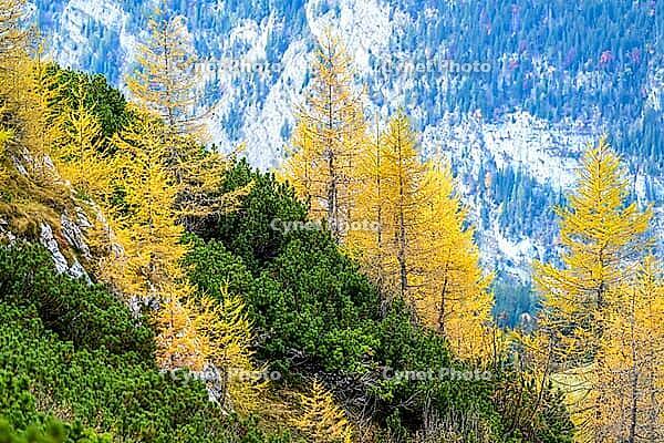 Conifers with yellow autumn leaves against a rocky mountain backdrop, Berchtesgaden National Park, Schönau am Königssee, Bavaria, Germany [IBR123700002]