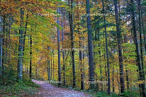 Colourful autumn forest with deciduous path, quiet walk through nature, Berchtesgaden National Park, Schönau am Königssee, Bavaria, Germany [IBR123700003]