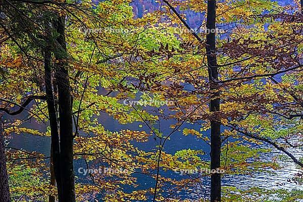 Autumn trees with colorful leaves on the lakeside, peaceful natural atmosphere, Berchtesgaden National Park, Schönau am Königssee, Bavaria, Germany [IBR123700004]