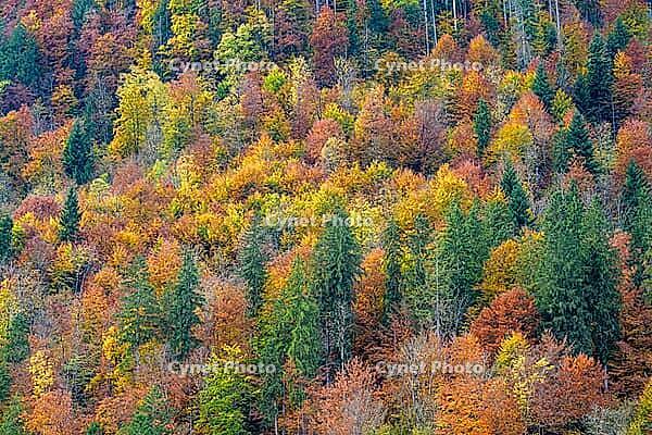 Colourful autumn forest with many different tree species, Berchtesgaden National Park, Schönau am Königssee, Bavaria, Germany [IBR123700006]
