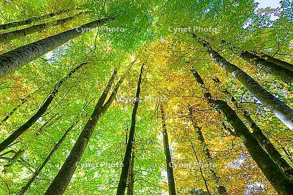 Looking up into tall trees with green and yellow leaves, Berchtesgaden National Park, Schönau am Königssee, Bavaria, Germany [IBR123700010]