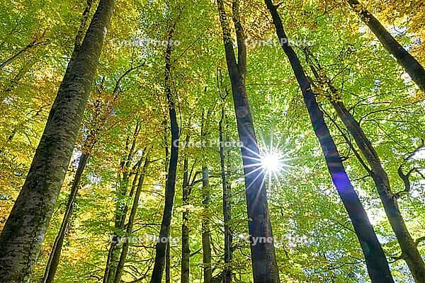 Sun rays penetrate the canopy of leaves in the forest, Berchtesgaden National Park, Schönau am Königssee, Bavaria, Germany [IBR123700012]