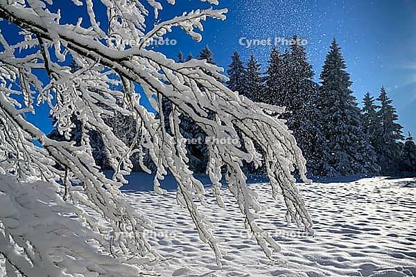 Snowy forest in sunlight, with blue sky and snow-covered trees, Geo nature park Park Frau Holle Land, Hoher Meissner, Hessian Lichtenau, Hesse, Germany [IBR123700014]