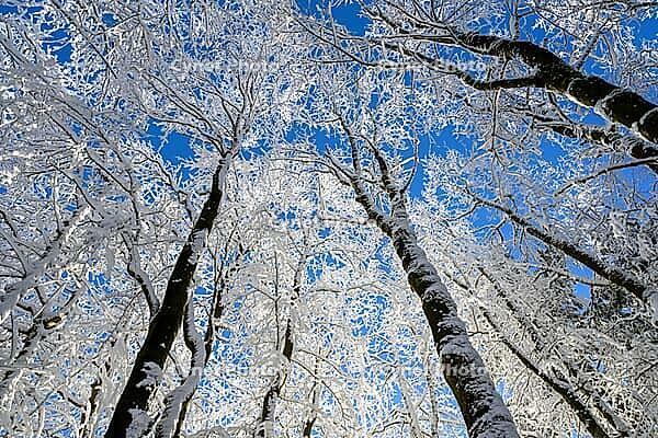 Snowy trees that stretch into the clear sky, quiet winter landscape, Geo nature park Park Frau Holle Land, Hoher Meissner, Hessian Lichtenau, Hesse, Germany [IBR123700016]