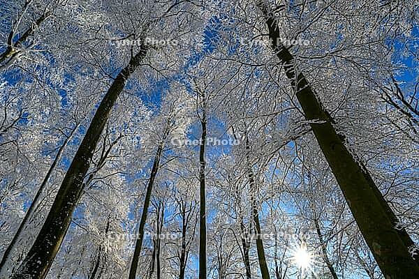 Snowy treetops under bright blue sky with the sun shining through, Geo nature park Park Frau Holle Land, Hoher Meissner, Hessian Lichtenau, Hesse, Germany [IBR123700018]