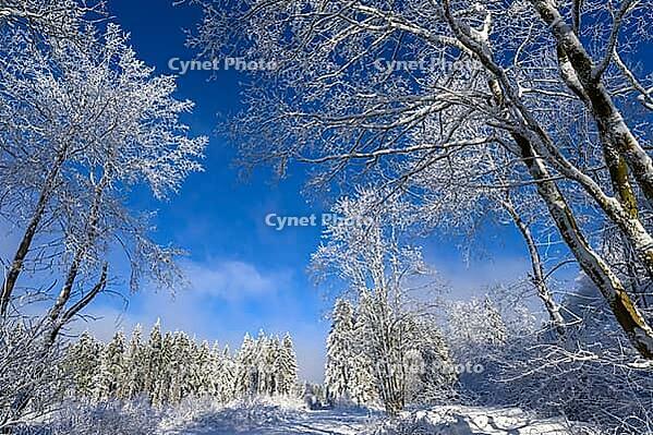 Snow-covered trees rise into a clear blue sky surrounded by wintry expanse, Geo nature park Park Frau Holle Land, Hoher Meissner, Hessisch Lichtenau, Hesse, Germany [IBR123700020]