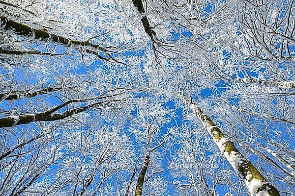 Snowy trees rise up under a clear blue sky, covered with ice crystals, Geo nature park Park Frau Holle Land, Hoher Meissner, Hessian Lichtenau, Hesse, Germany [IBR123700024]