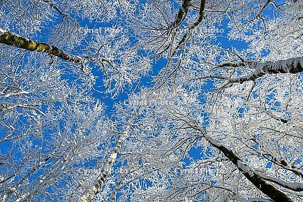 View of the winter sky through snow-covered treetops, Geo nature park Park Frau Holle Land, Hoher Meissner, Hessian Lichtenau, Hesse, Germany [IBR123700025]