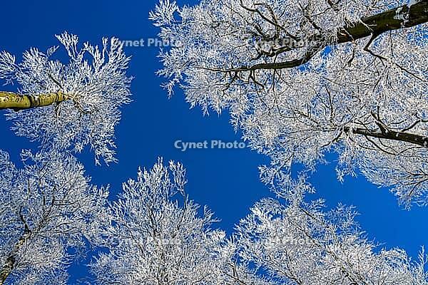 Snowy treetops standing out against the clear blue sky, Geo nature park Park Frau Holle Land, Hoher Meissner, Hessian Lichtenau, Hesse, Germany [IBR123700027]