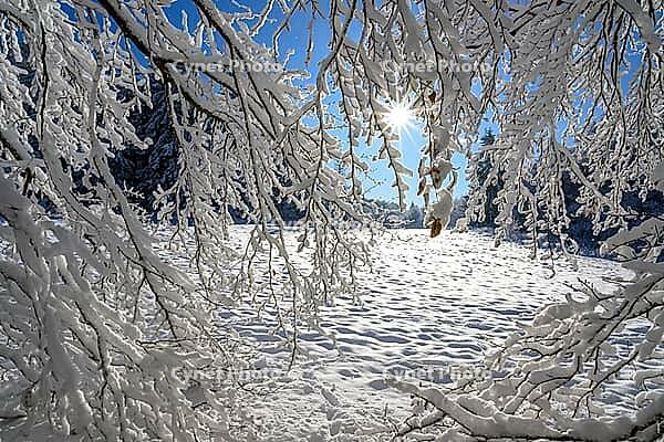 Snowy landscape with sunbeams and snow-covered branches in the foreground, Geo nature park Park Frau Holle Land, Hoher Meissner, Hessian Lichtenau, Hesse, Germany [IBR123700029]