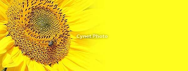 Close-up of fresh sunflower, organic agriculture in countryside plantation [IBR123700041]