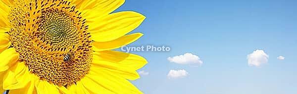 Close-up of fresh sunflower against clear blue sky [IBR123700042]