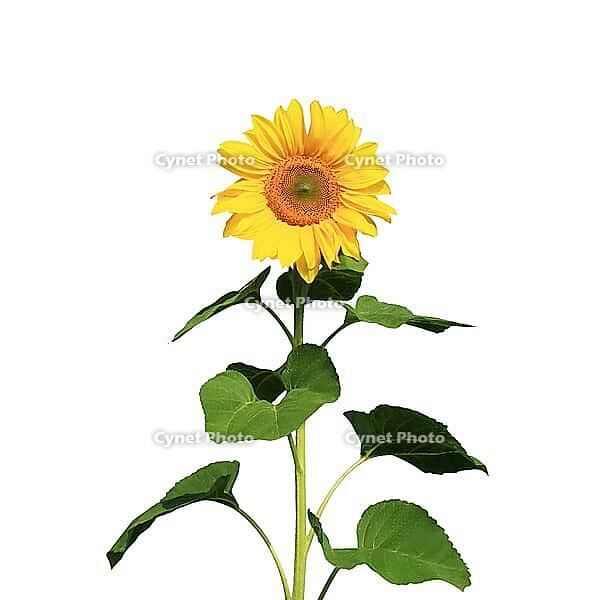 Ripe sunflower with yellow petals and dark middle [IBR123700043]