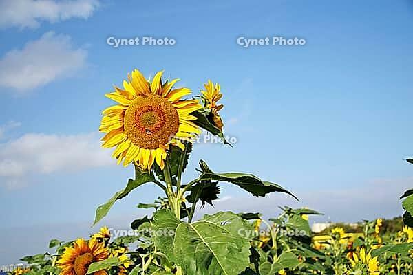 Close-up of fresh sunflower against clear blue sky [IBR123700044]