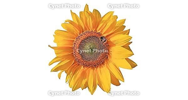Ripe sunflower with yellow petals and dark middle [IBR123700047]