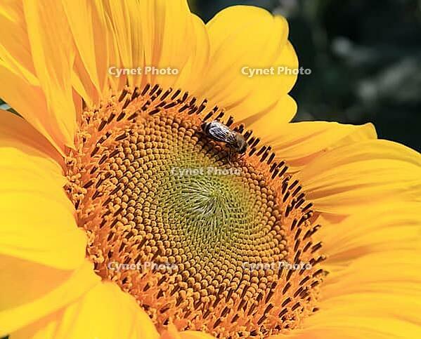 Close-up of fresh sunflower, organic agriculture in countryside plantation [IBR123700048]